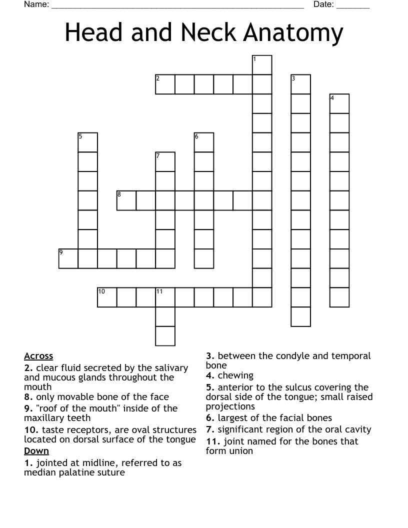Head and Neck Anatomy Crossword