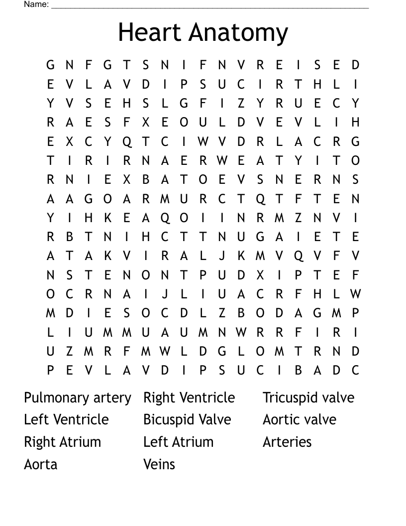 Heart Anatomy Word Search