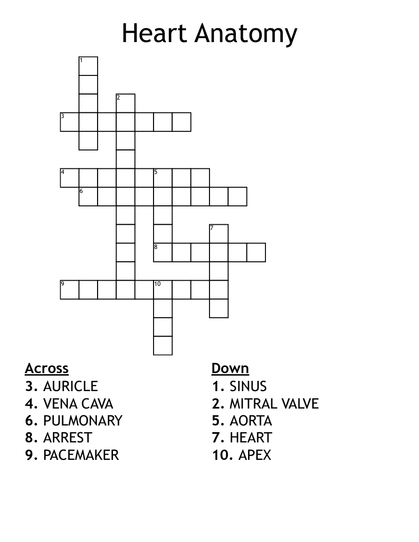 Heart Anatomy Crossword