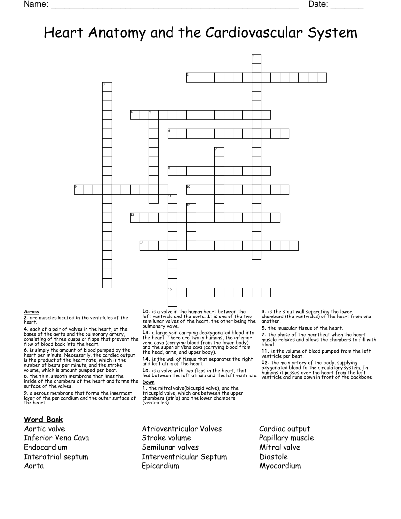 Heart Anatomy and the Cardiovascular System  Crossword