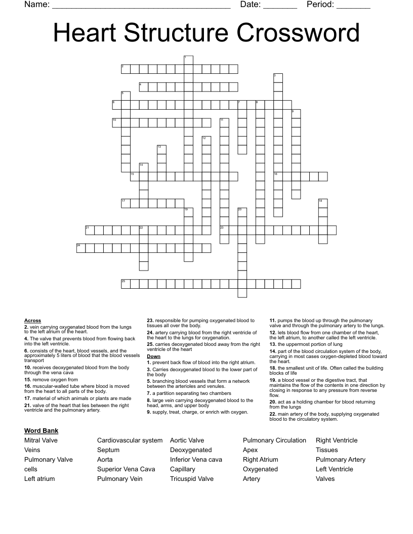 Heart Structure Crossword
