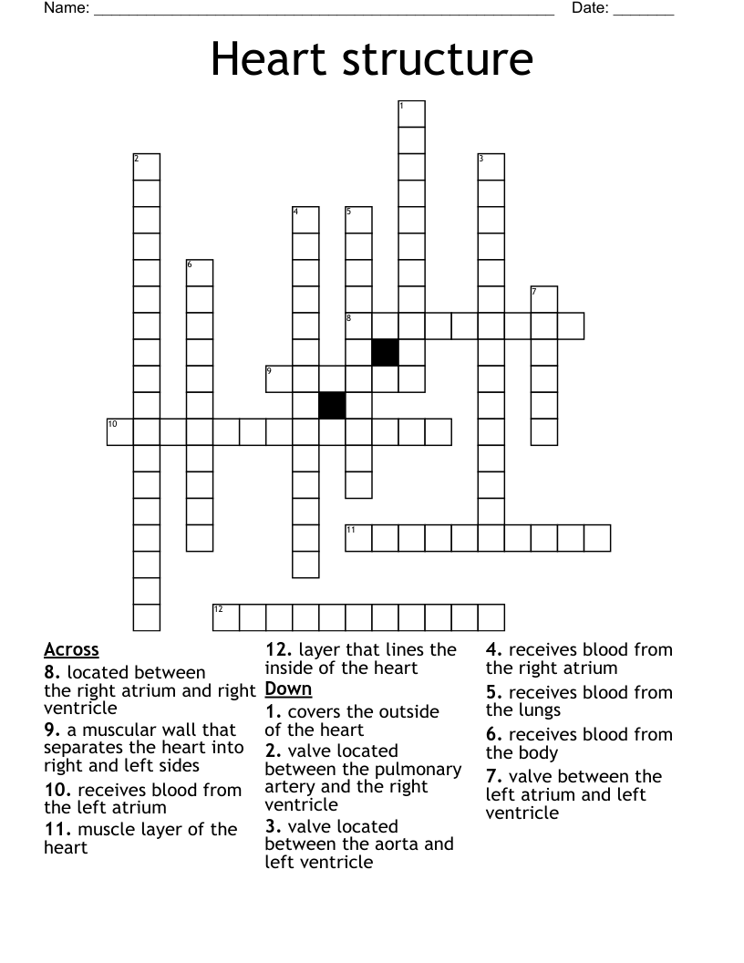 Heart structure Crossword