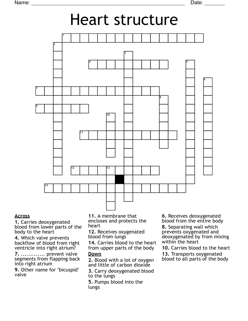 Heart structure Crossword