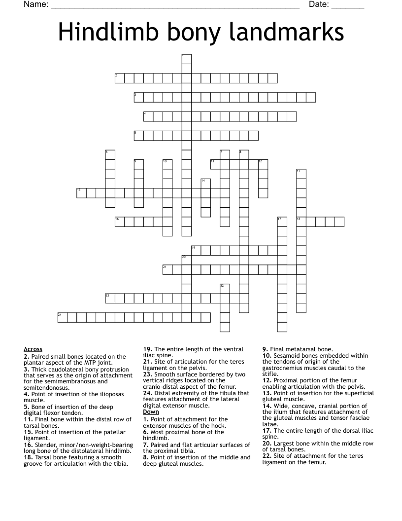 Hindlimb bony landmarks Crossword