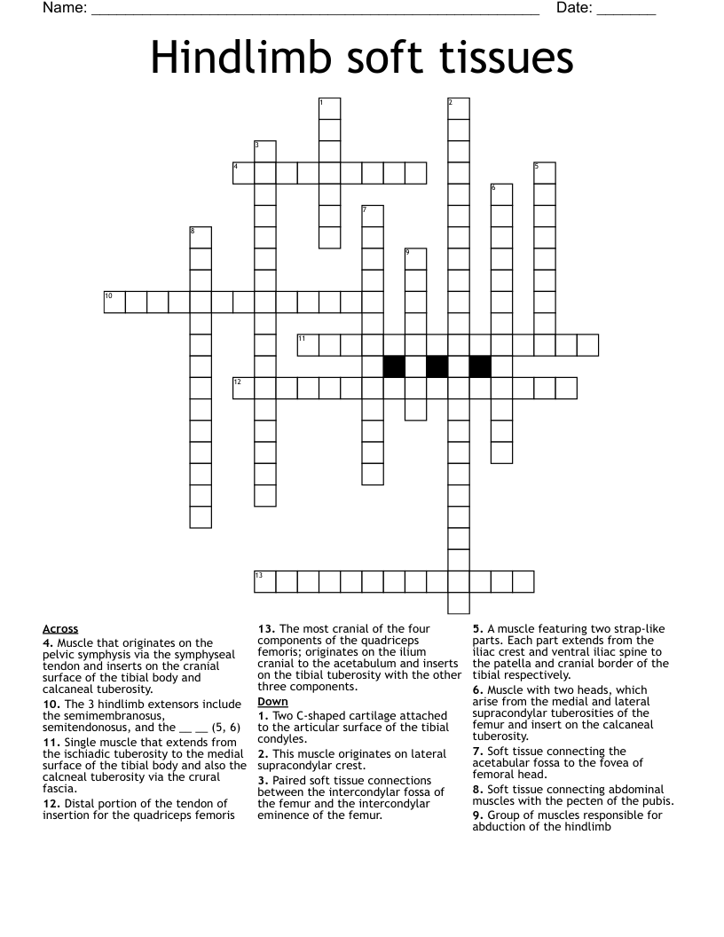 Hindlimb soft tissues Crossword