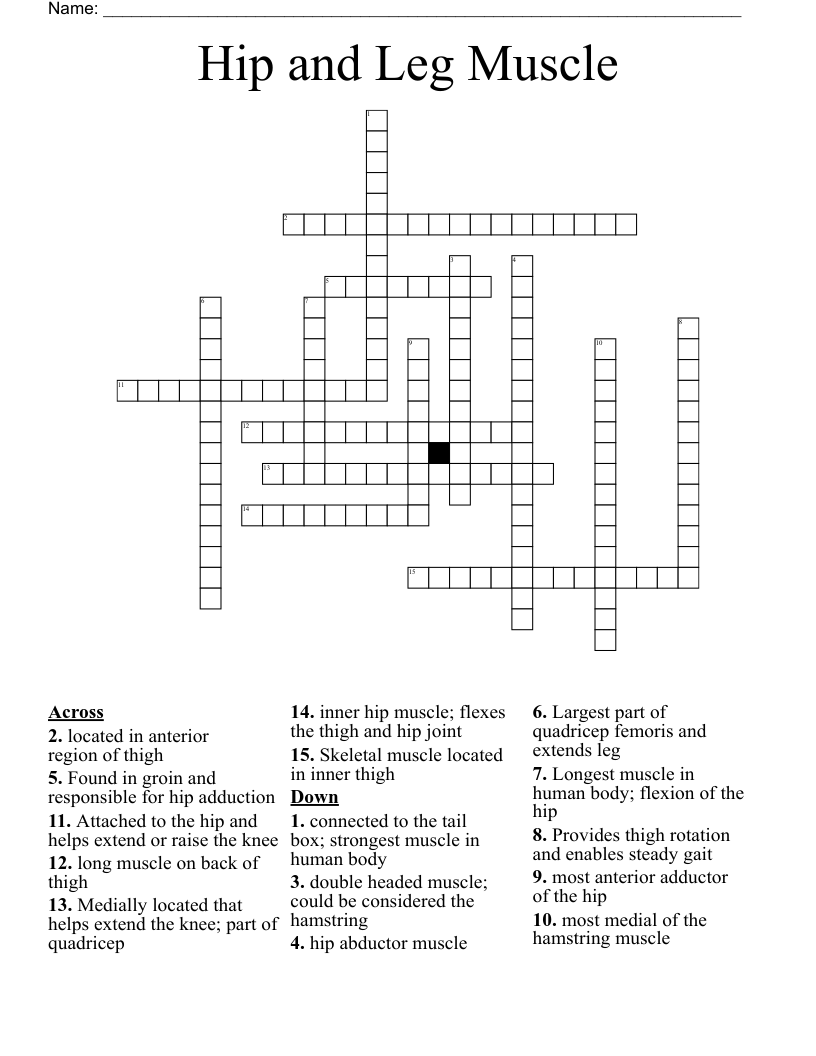 Hip and Leg Muscle Crossword