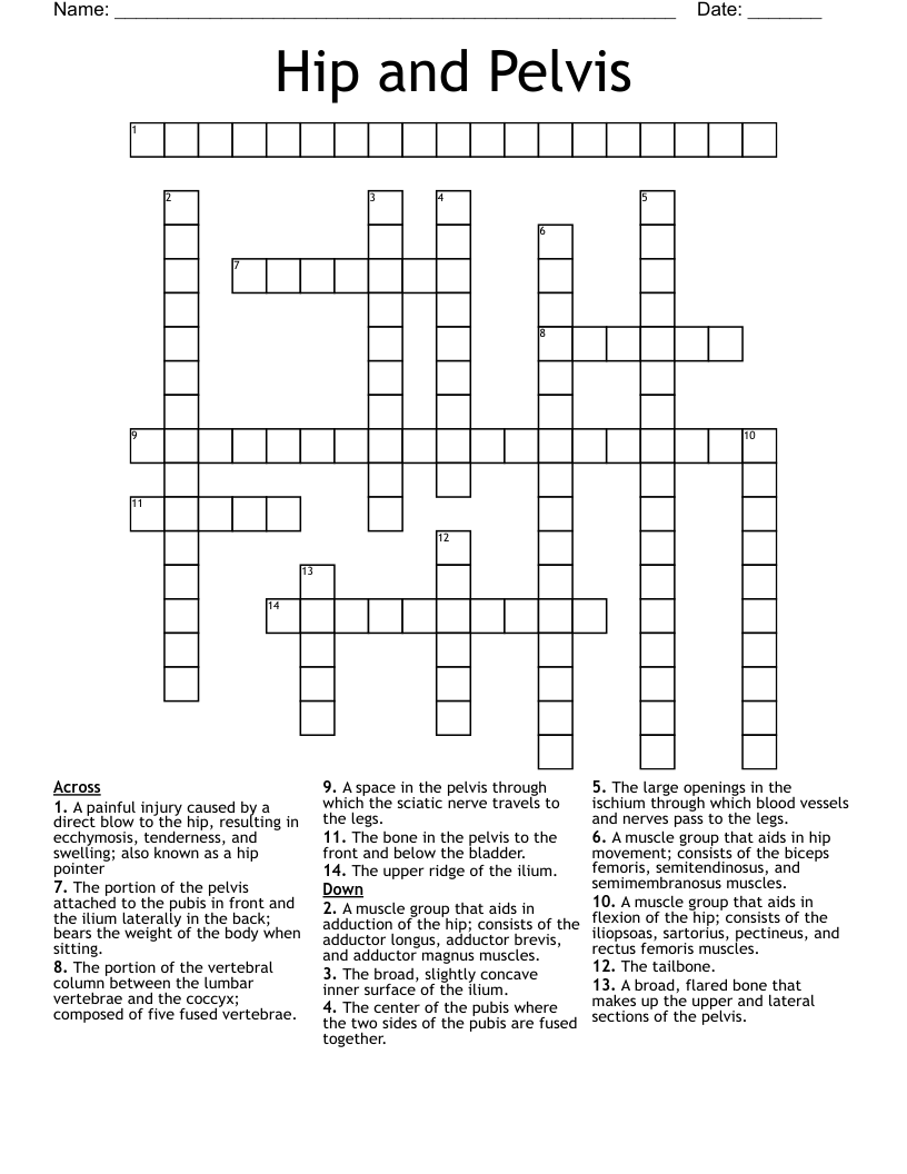 Hip and Pelvis Crossword