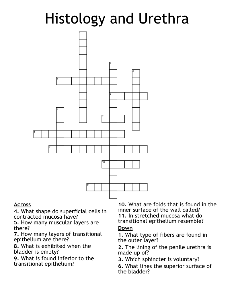 Histology and Urethra Crossword