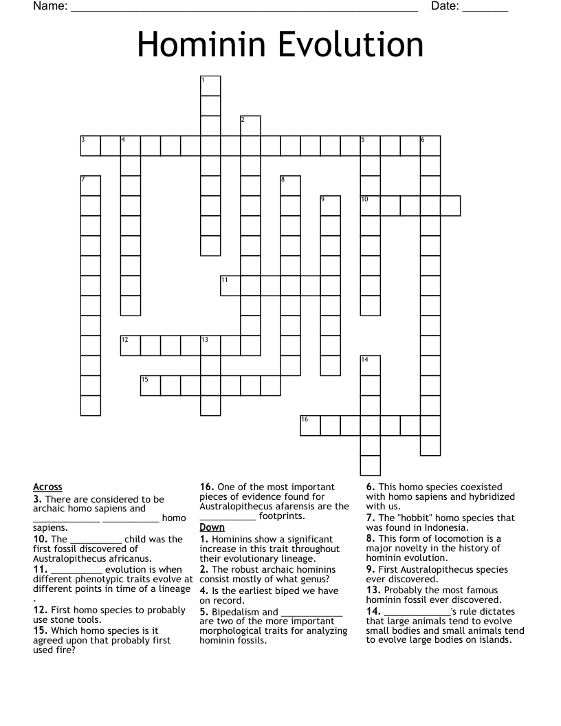 Hominin Evolution Crossword