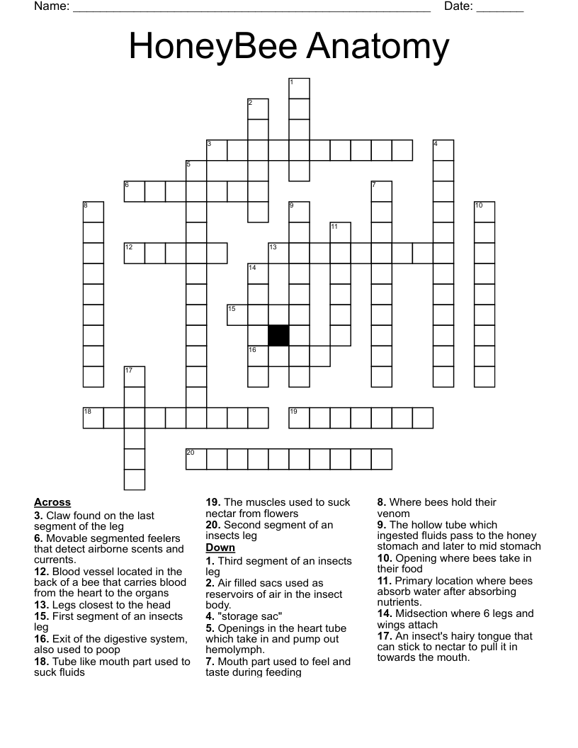 HoneyBee Anatomy Crossword