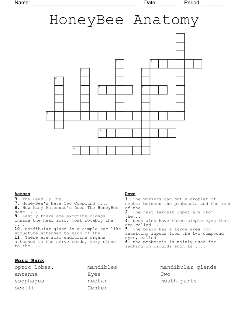 HoneyBee Anatomy  Crossword