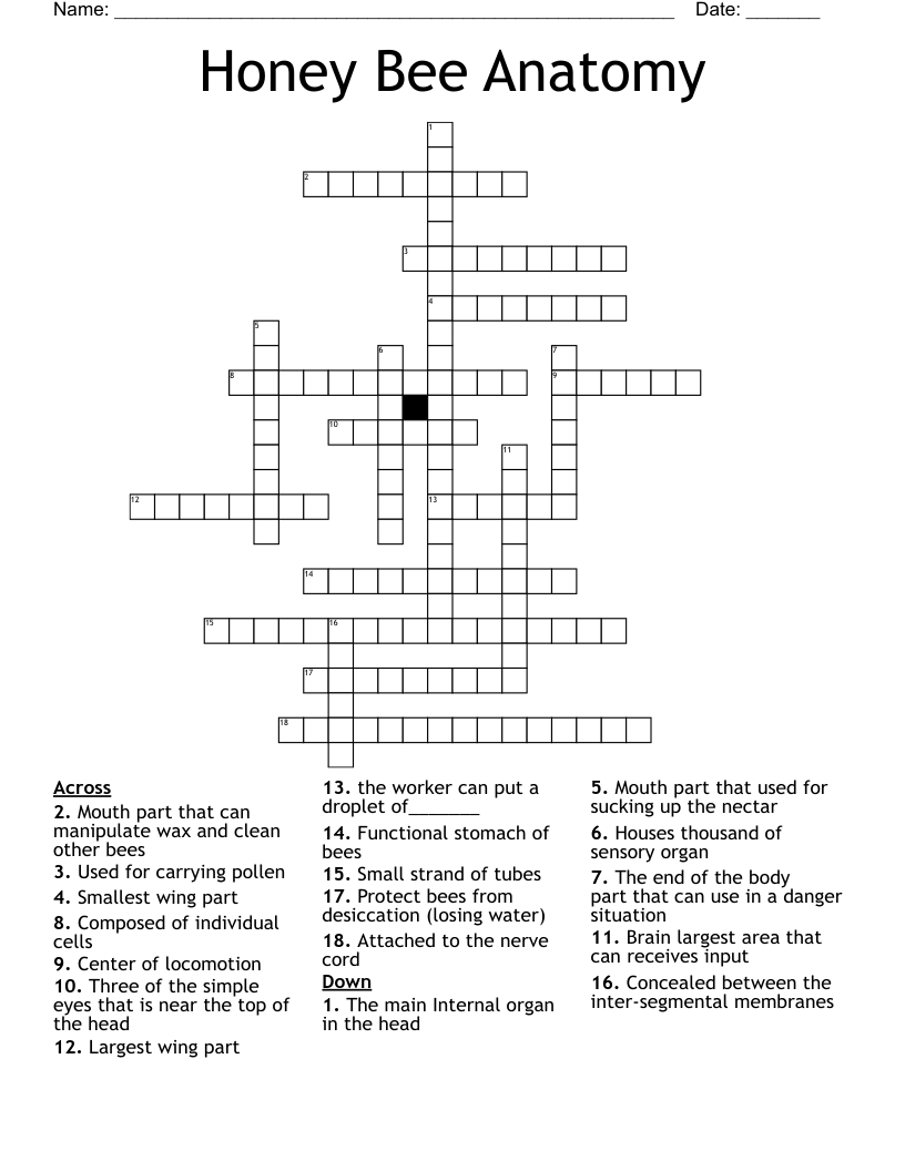Honey Bee Anatomy  Crossword