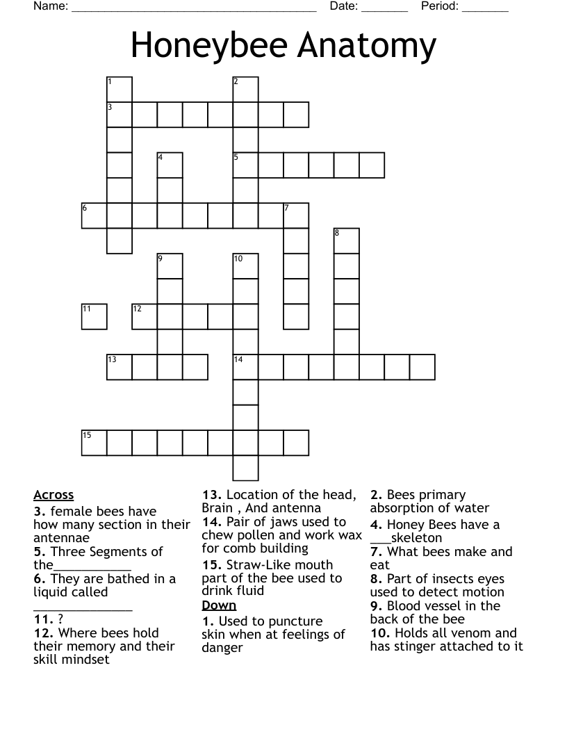 Honeybee Anatomy Crossword