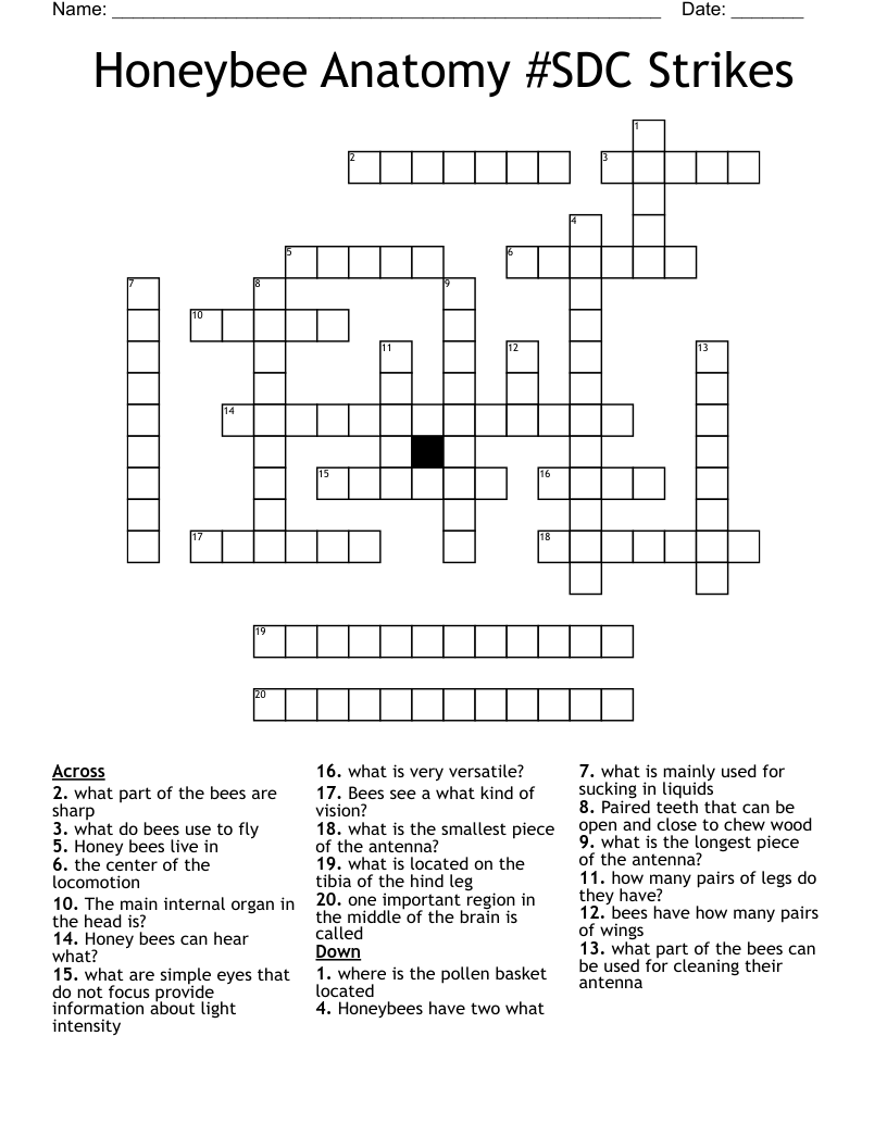 Honeybee Anatomy #SDC Strikes Crossword