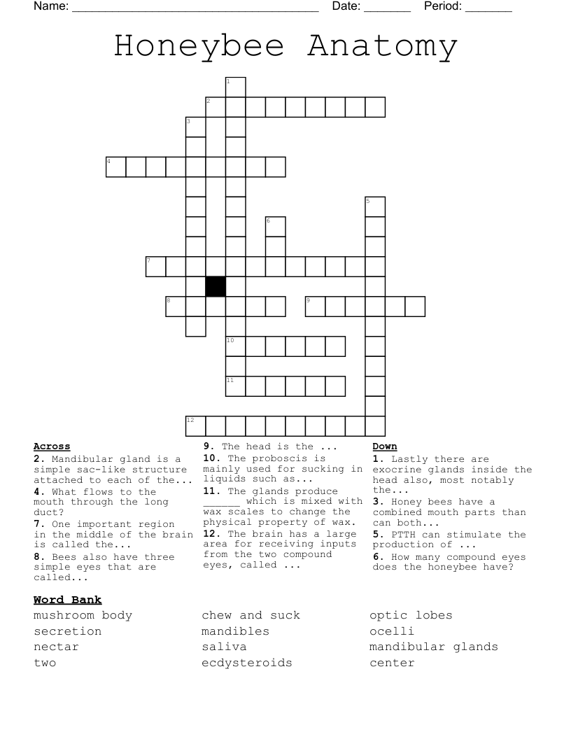 Honeybee Anatomy  Crossword