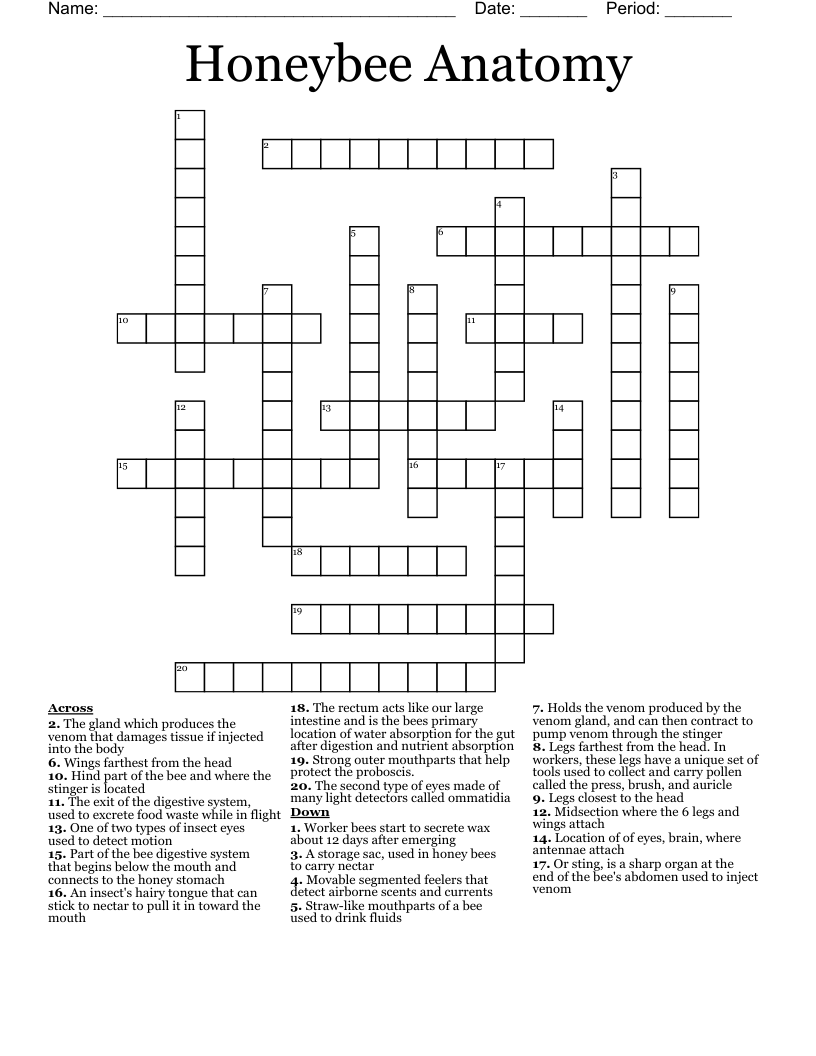 Honeybee Anatomy  Crossword