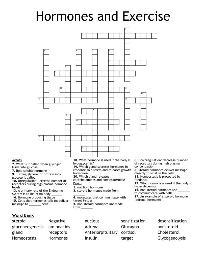 Hormones and Exercise Crossword