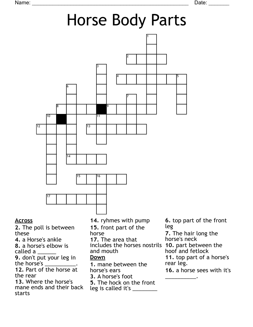 Horse Body Parts Crossword