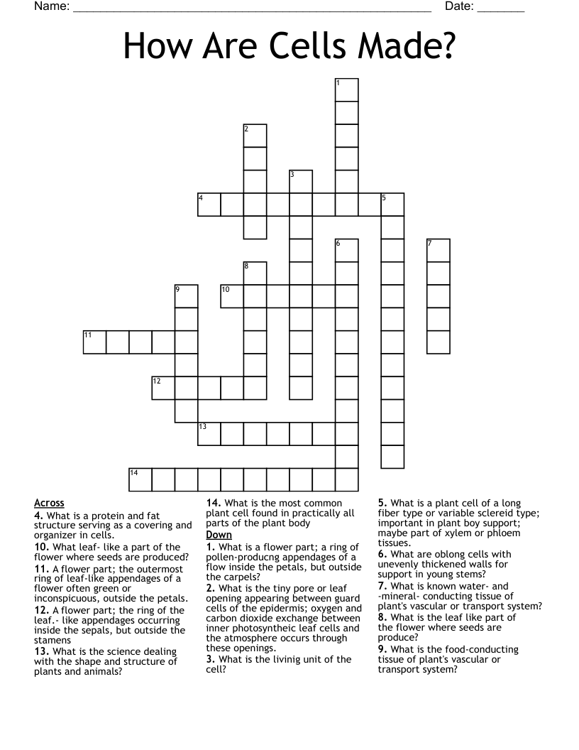 How Are Cells Made? Crossword