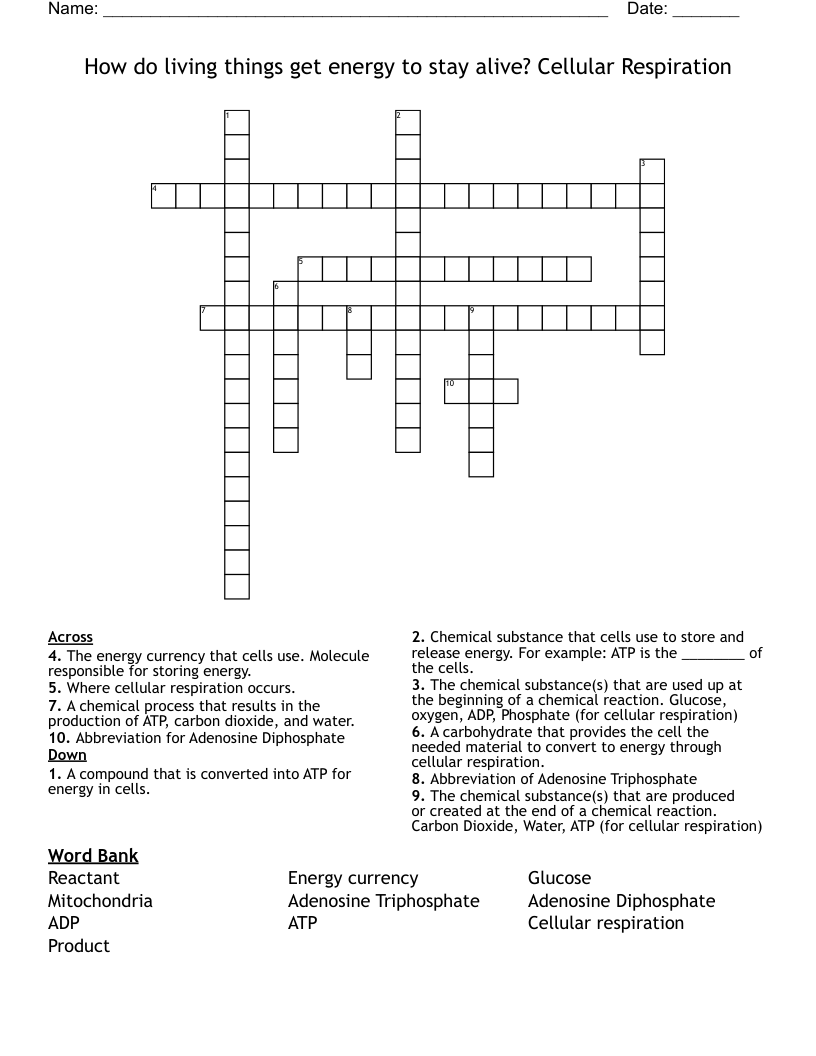 How do living things get energy to stay alive? Cellular Respiration Crossword