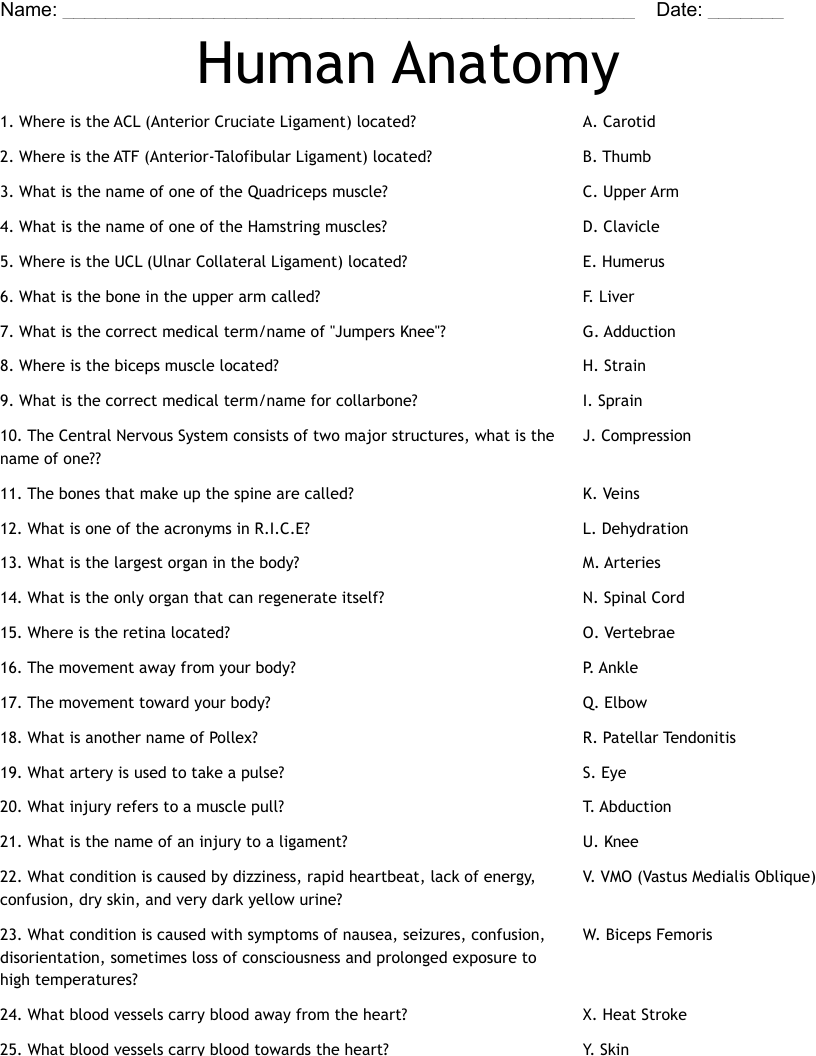 Human Anatomy Worksheet