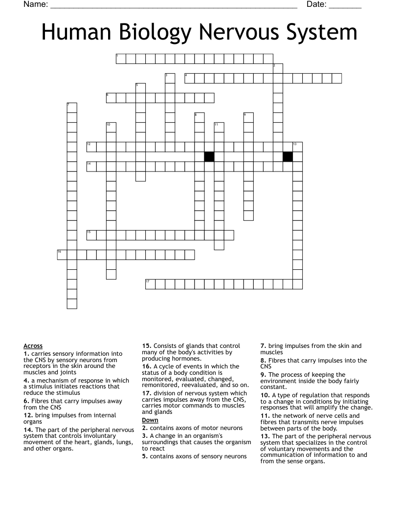 Human Biology Nervous System Crossword