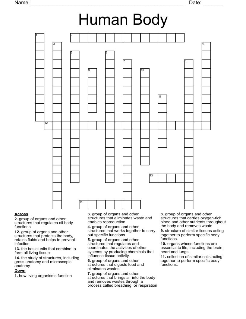 Human Body Crossword