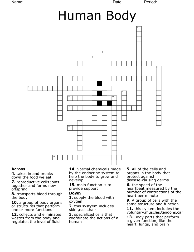 Human Body Crossword