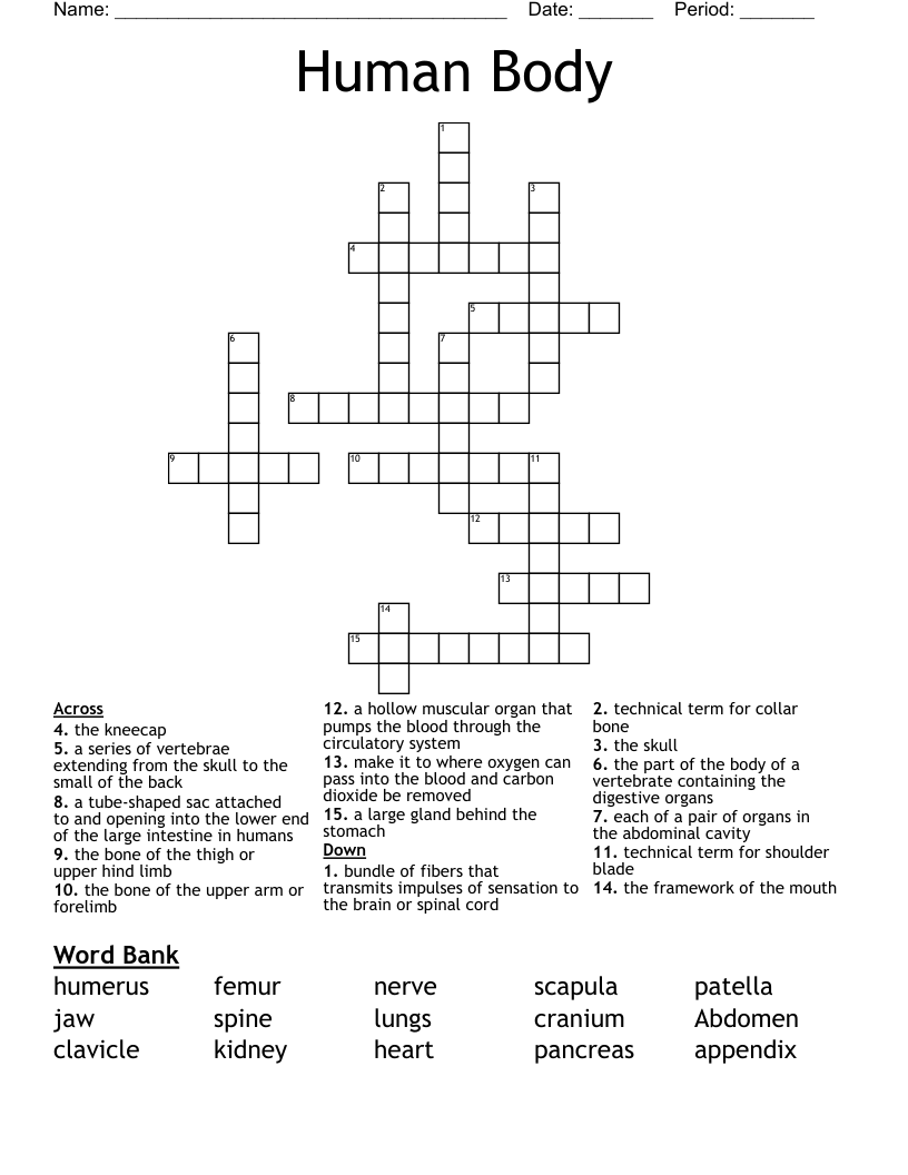 Human Body Crossword
