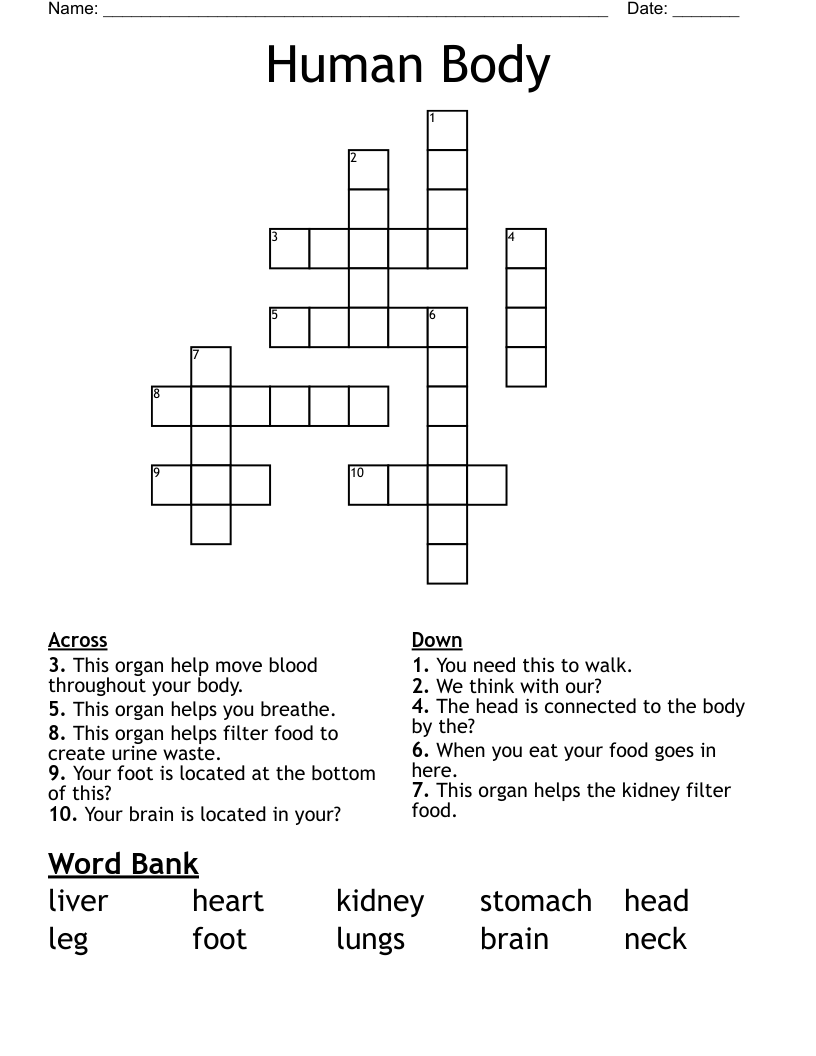 Human Body Crossword