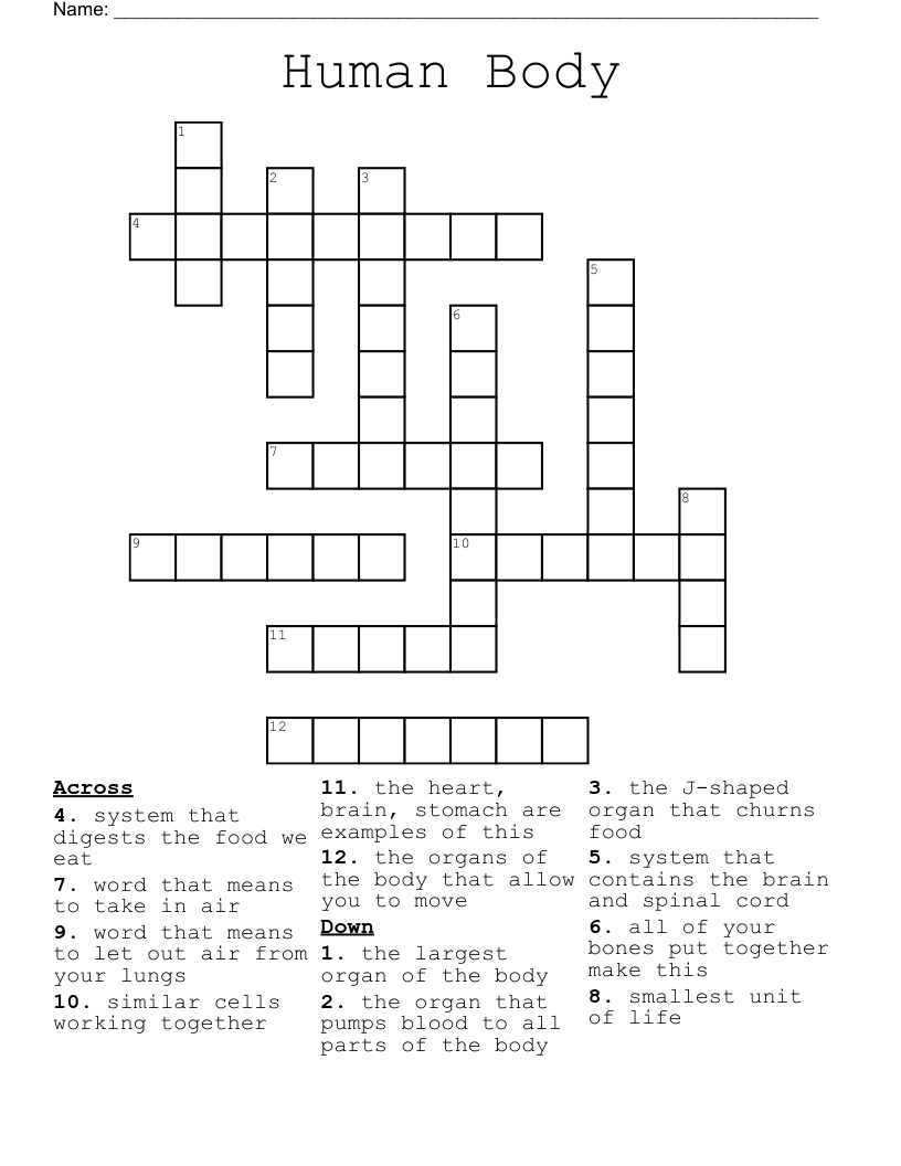 Human Body Crossword