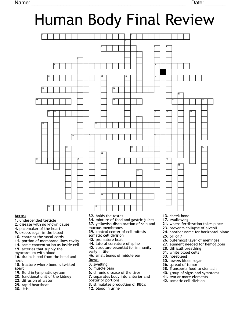 Human Body Final Review Crossword