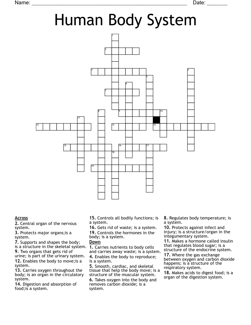 Human Body System Crossword