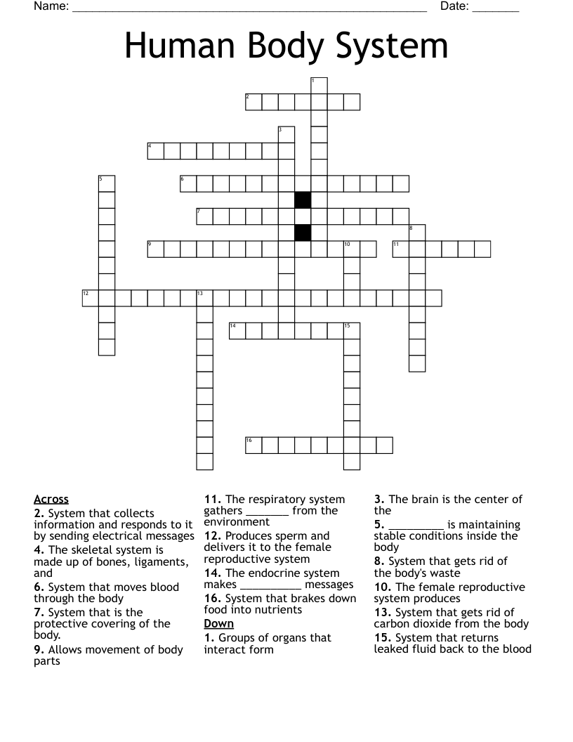 Human Body System Crossword