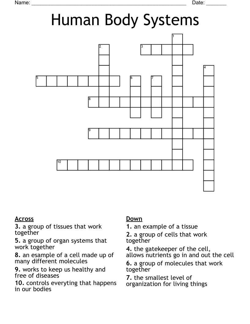 Human Body Systems Crossword