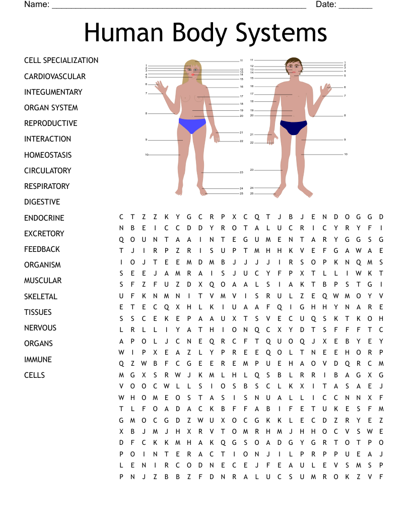 Human Body Systems Word Search