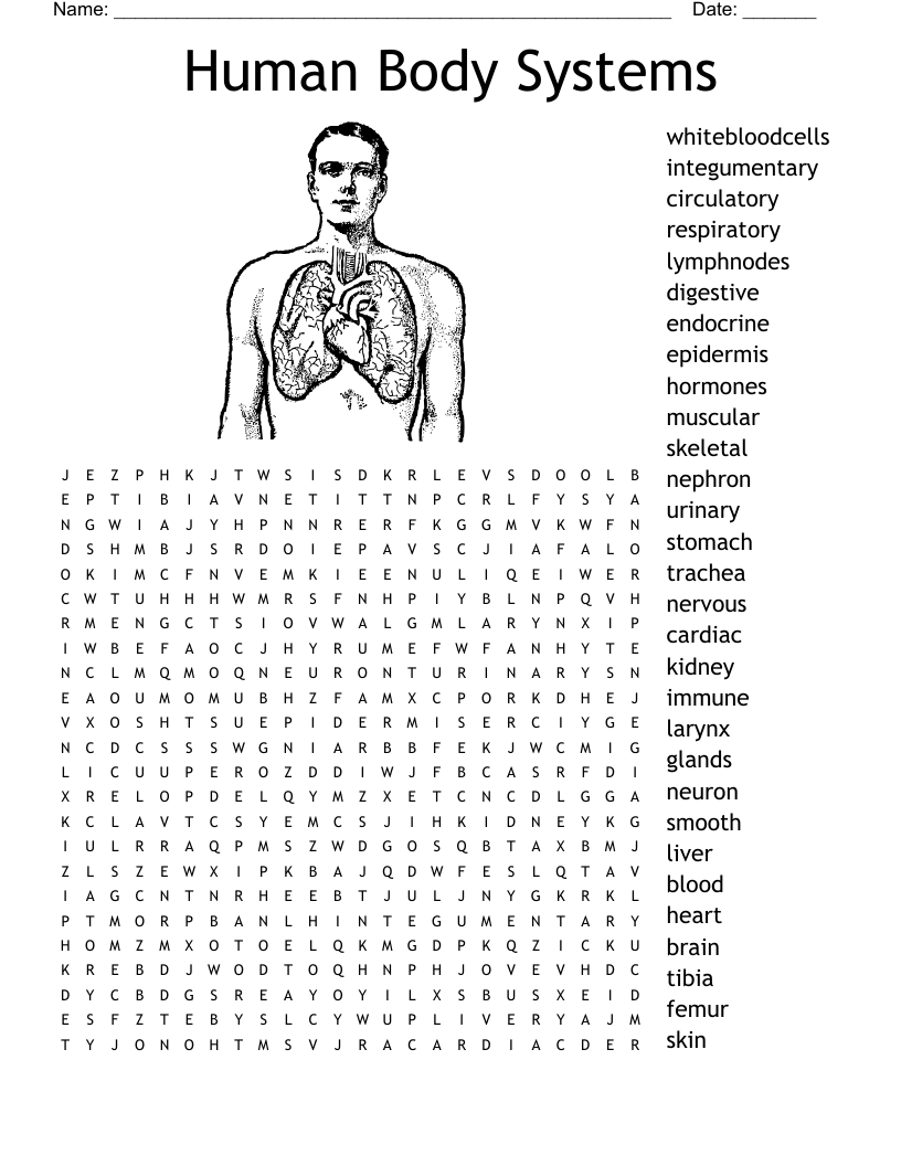 Human Body Systems Word Search
