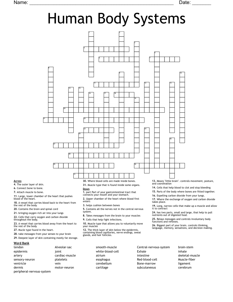 Human Body Systems Crossword