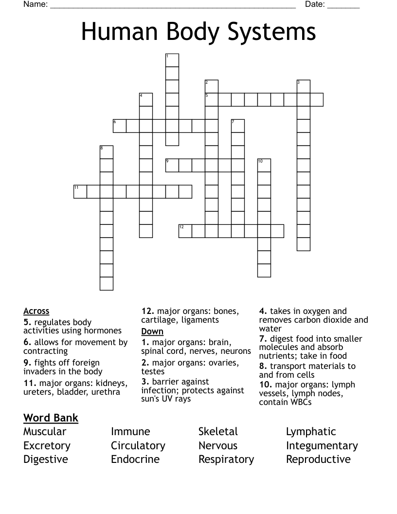 Human Body Systems Crossword