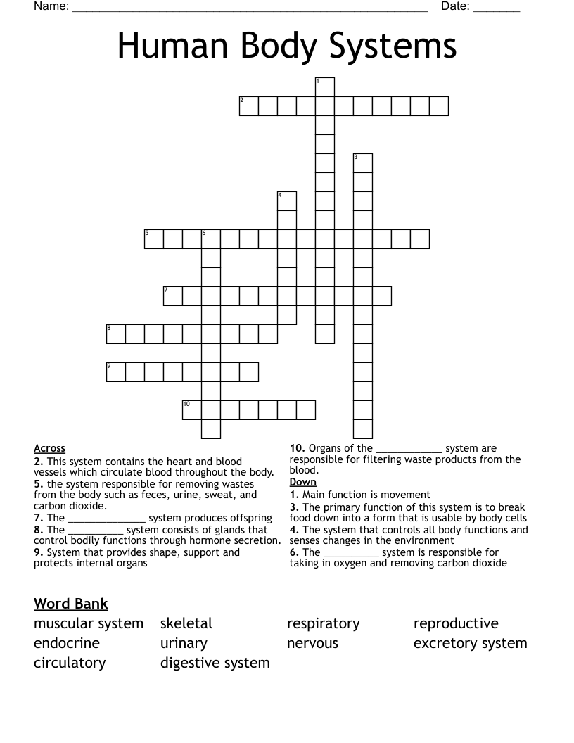 Human Body Systems Crossword