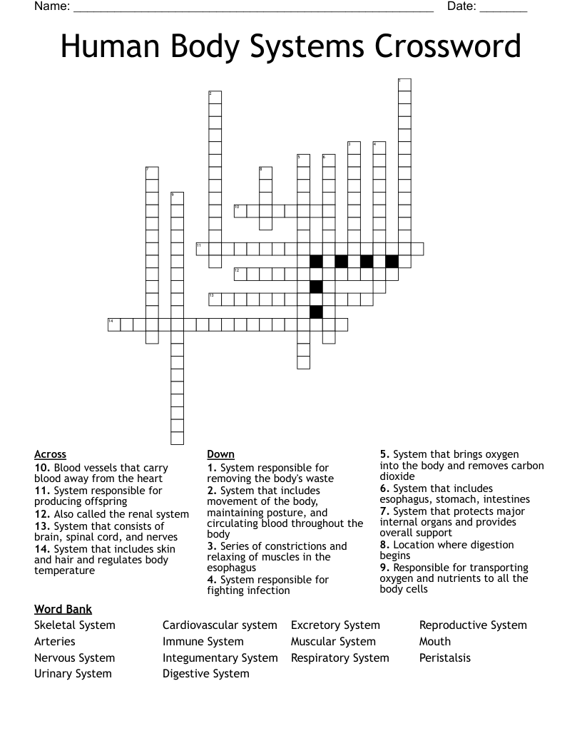 Human Body Systems Crossword