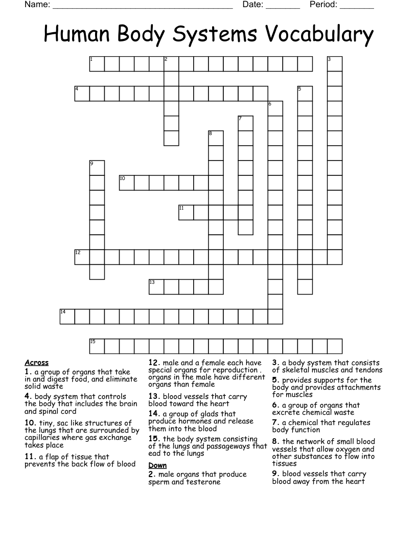 Human Body Systems Vocabulary Crossword