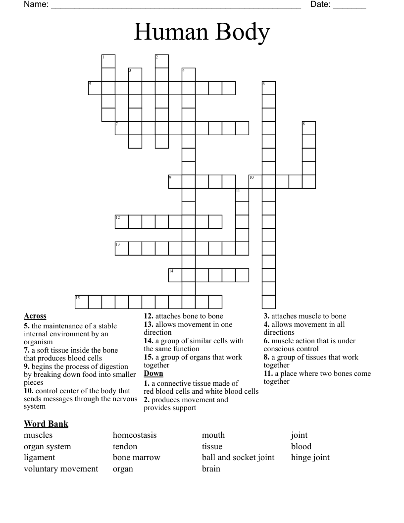 Human Body  Crossword