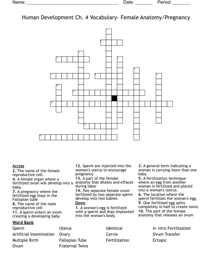 Human Development Ch. 4 Vocabulary- Female Anatomy/Pregnancy Crossword