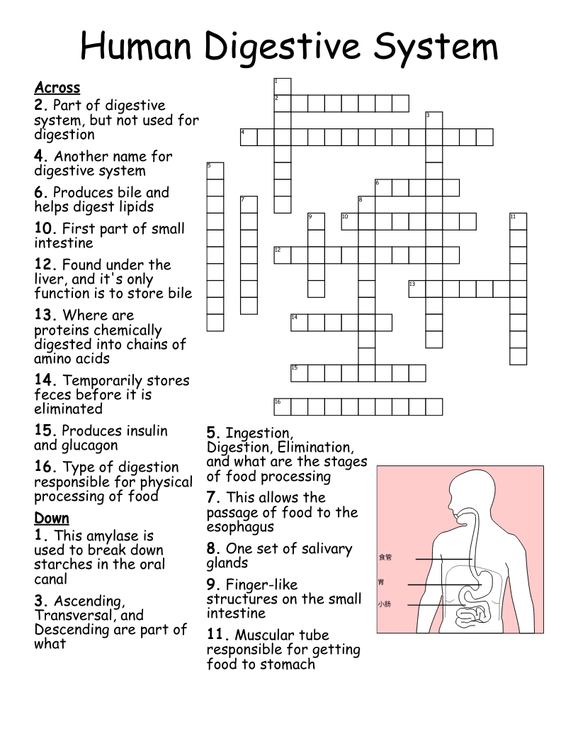 Human Digestive System Crossword