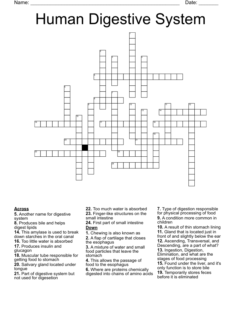 Human Digestive System Crossword