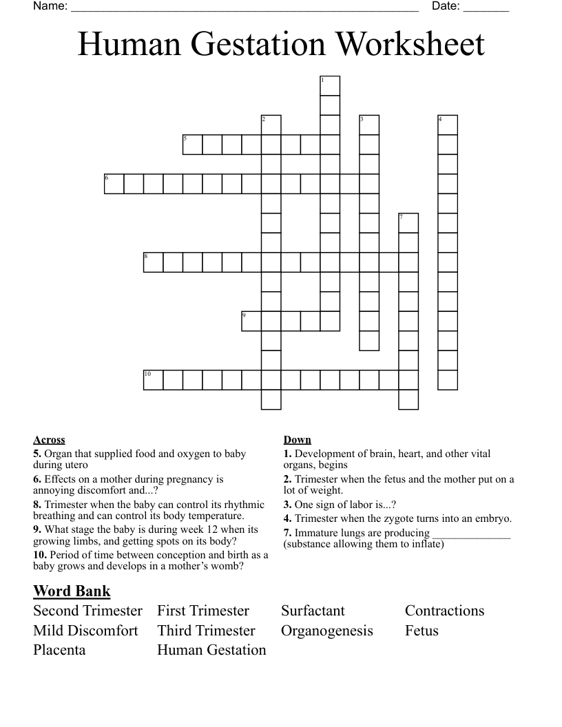 Human Gestation Worksheet Crossword