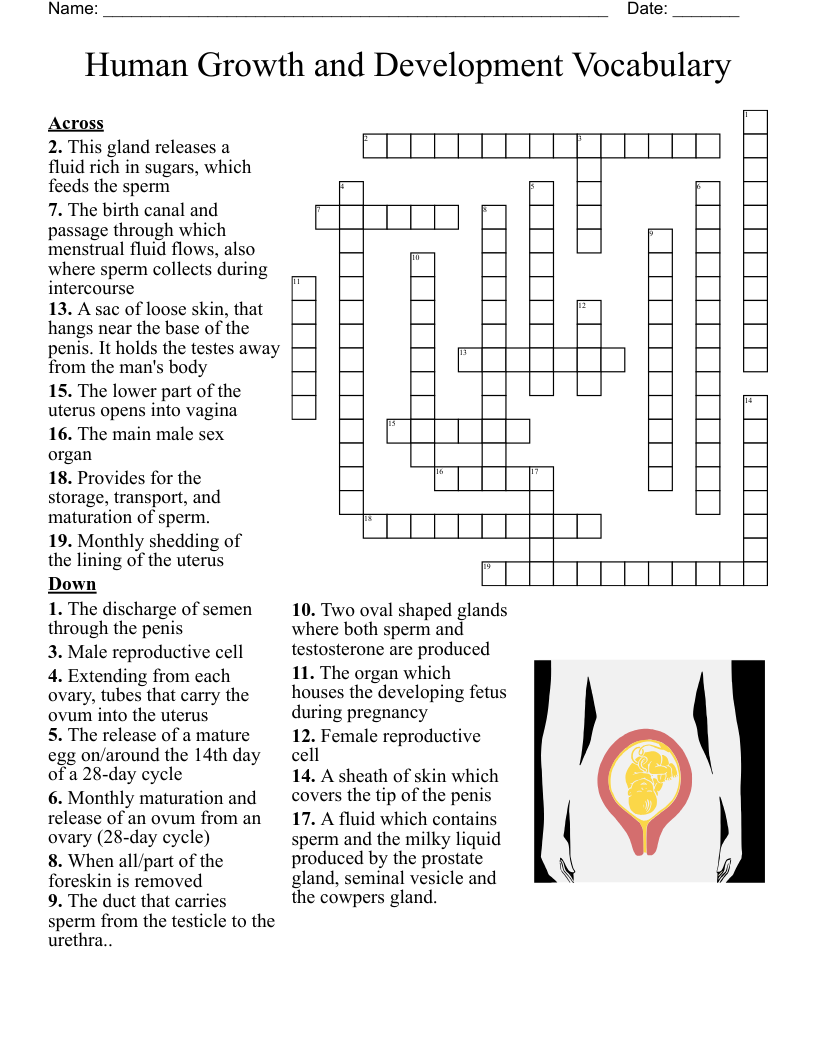 Human Growth and Development Vocabulary Crossword