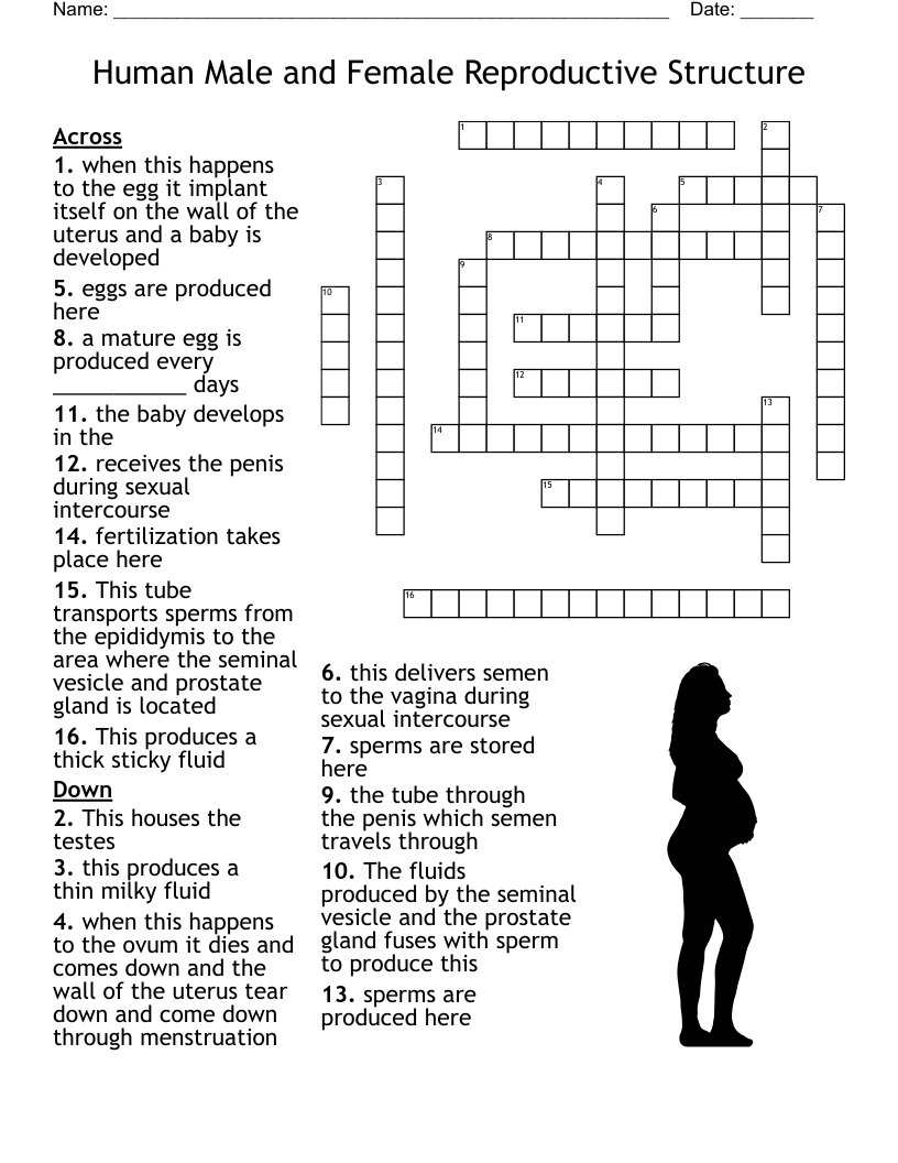Human Male and Female Reproductive Structure Crossword