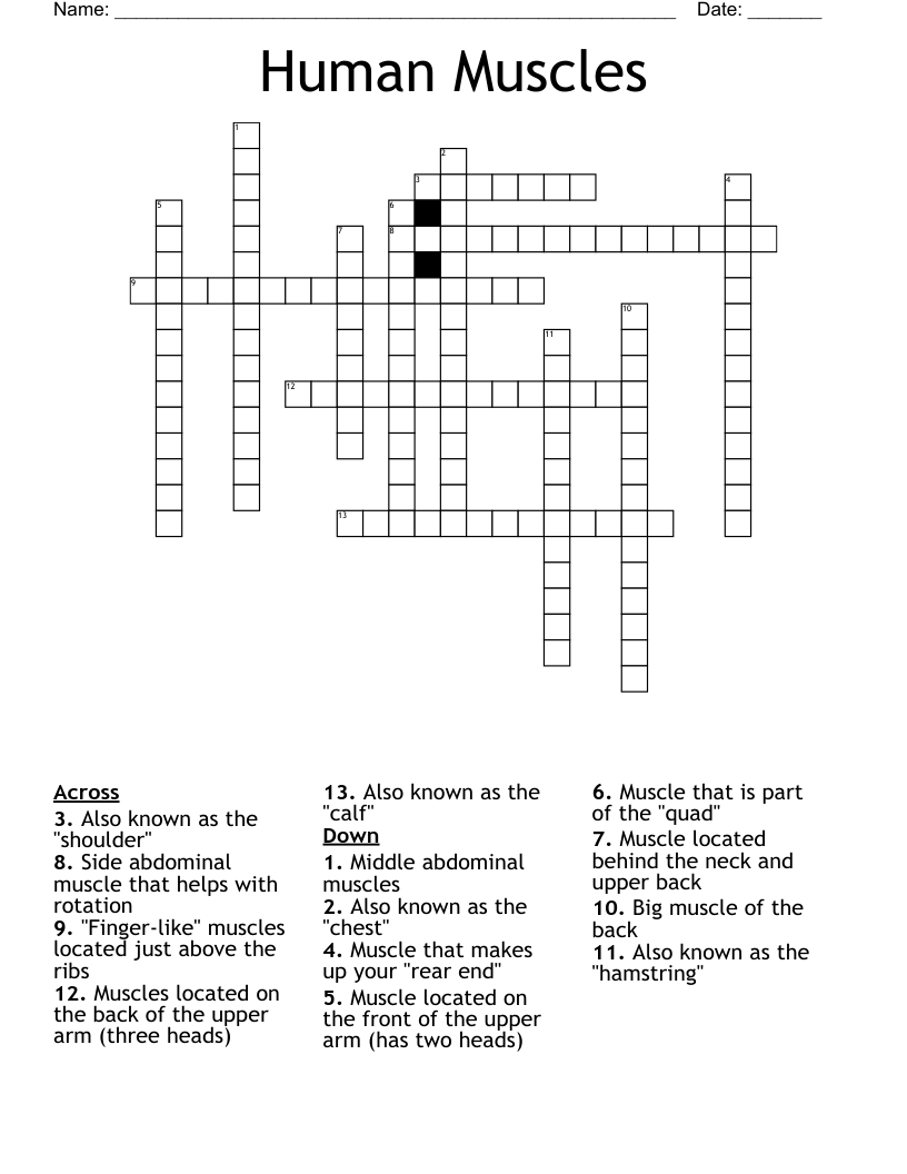 Human Muscles Crossword